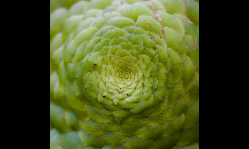 Fibonacci | Pawel Biernacki on Flickr