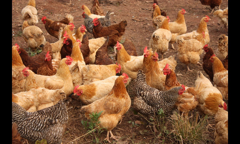 Flock of Free-range Chickens on Small Farm | Alabama Extension on Flickr