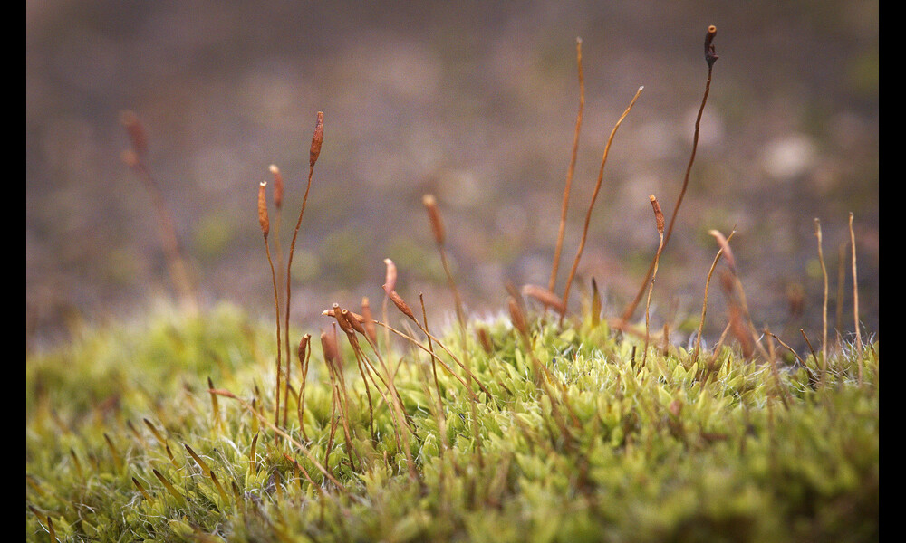Redshank moss | hedera.baltica on Flickr