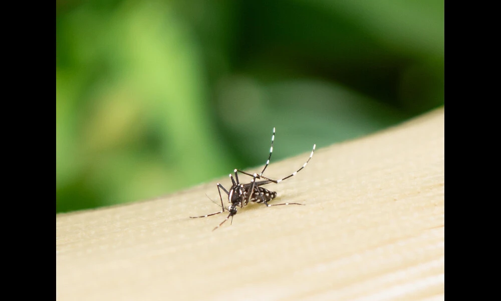 Aedes Mosquito | NIAID on Flickr