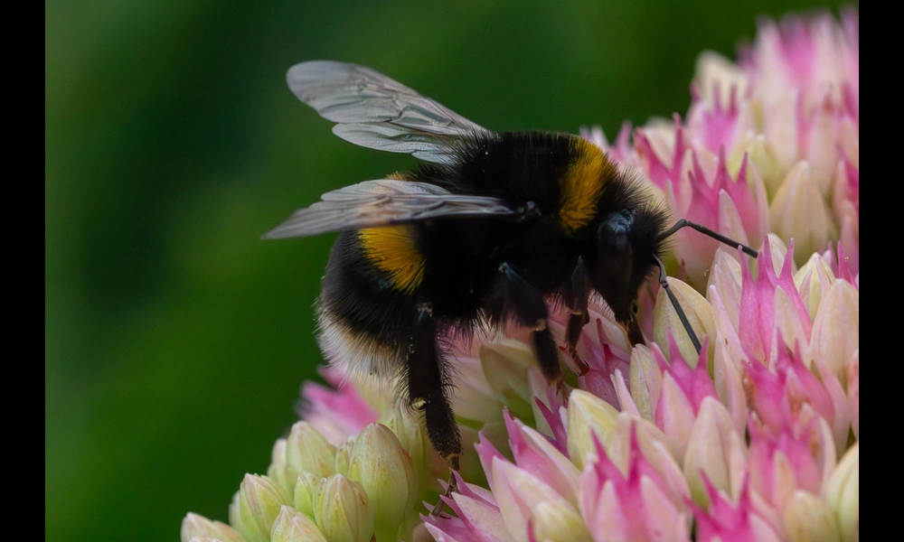 White-tailed Bumblebee on Sedum | Nigel Hoult on Flickr