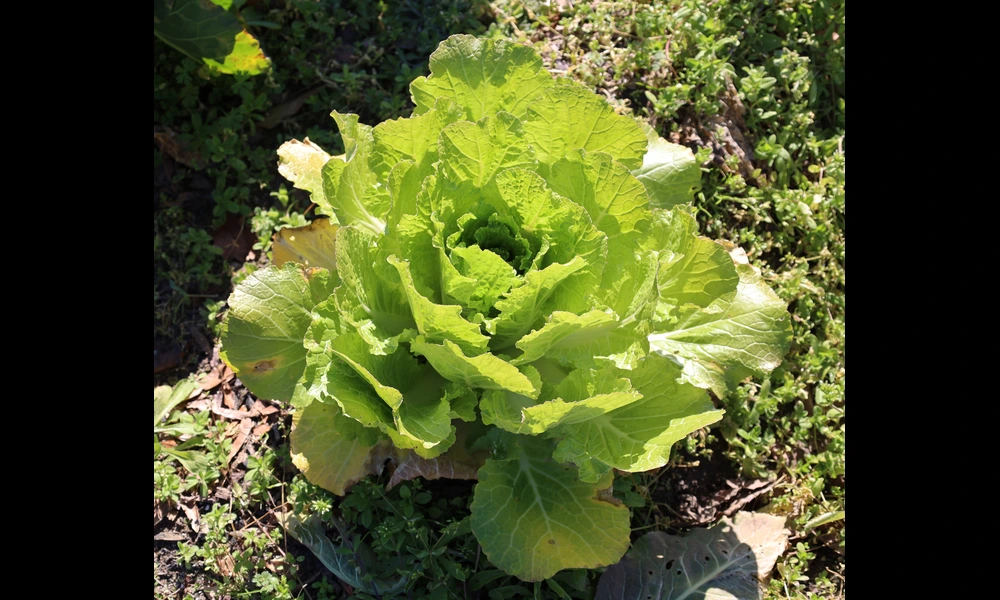 Green Lettuce | Alabama Extension on Flickr