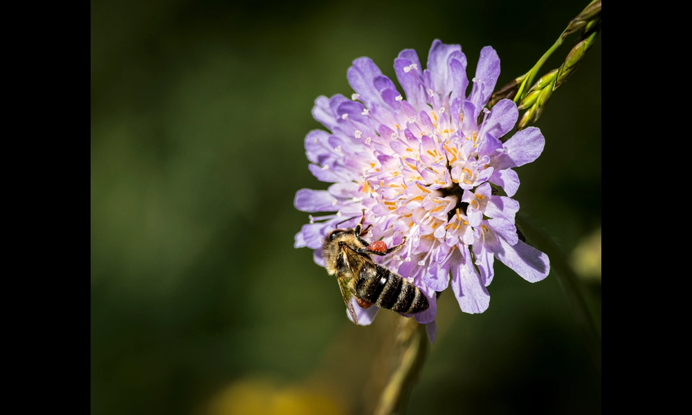 Hard working bee | Anna3_ on Flickr