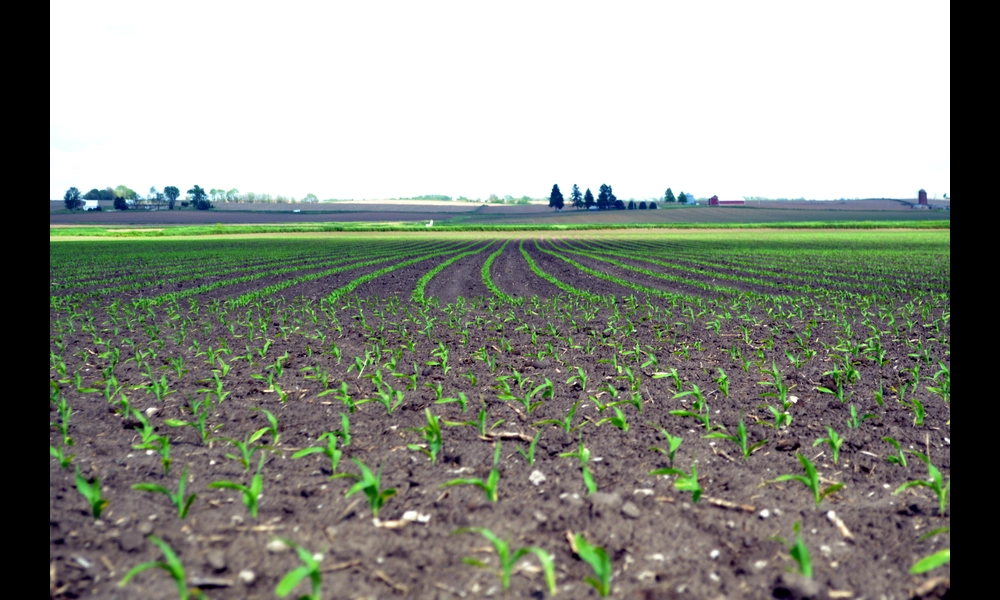 Corn Seedlings | GoddessOfRocks on Flickr