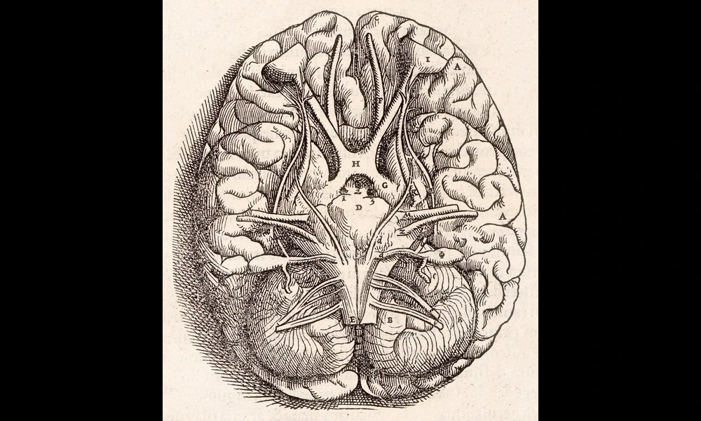 File:1543, Andreas Vesalius' Fabrica, Base Of The Brain.jpg | Materialscientist on Wikimedia