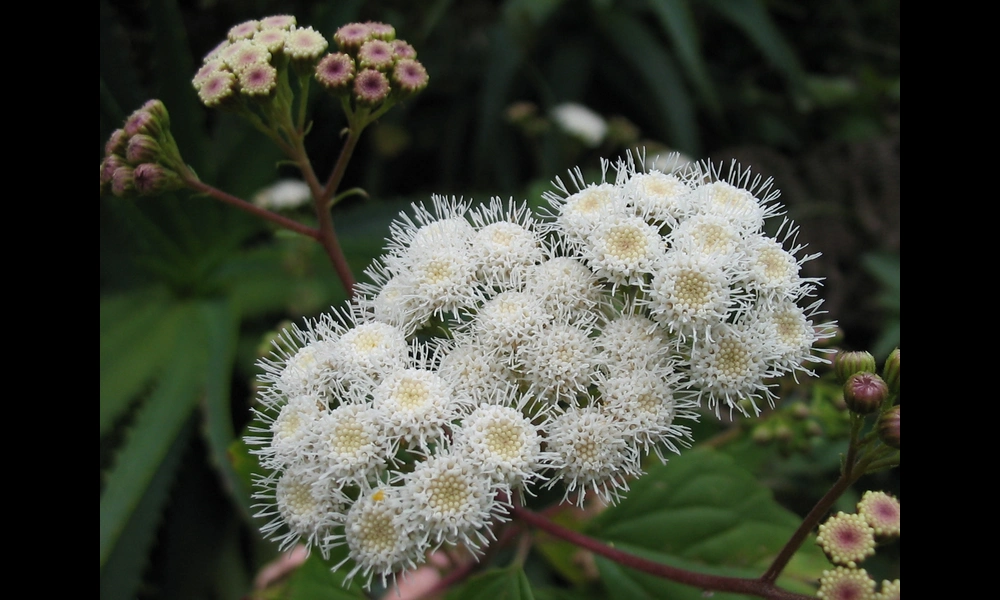File:Ageratina adenophora (Flower) 2.jpg | Ixitixel on Wikimedia